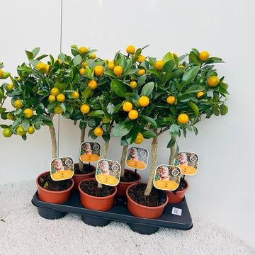 x Citrofortunella microcarpa