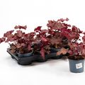 Heuchera CHERRYBERRY