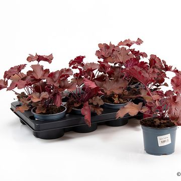 Heuchera CHERRYBERRY