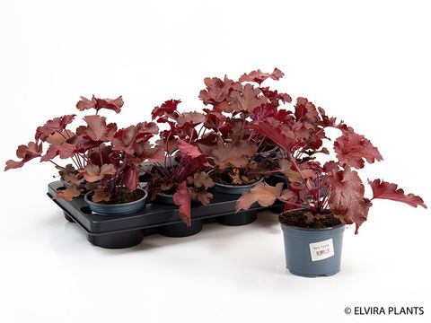 Heuchera CHERRYBERRY