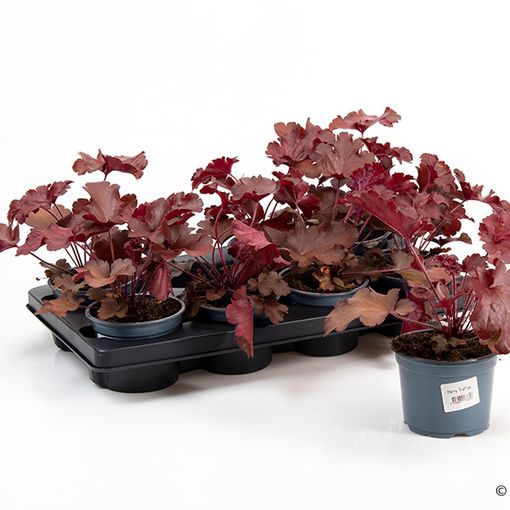 Heuchera CHERRYBERRY