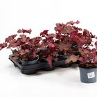 Heuchera CHERRYBERRY