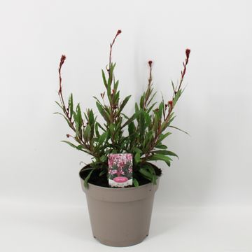 Gaura lindheimeri GAUDI ROSE