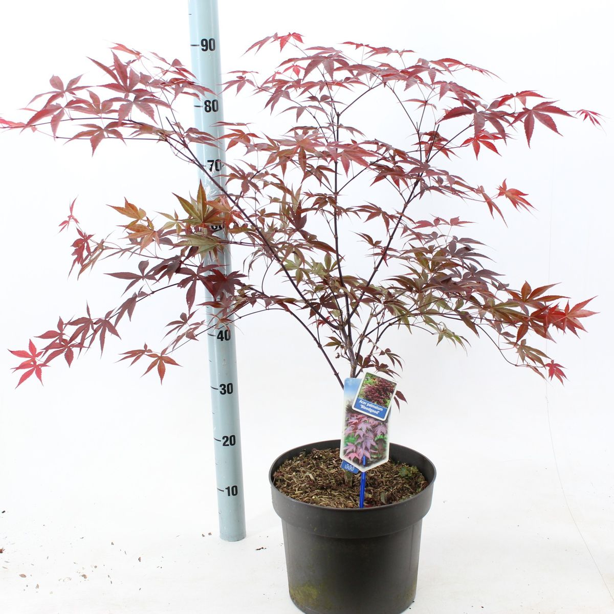 Acer palmatum 'Bloodgood'
