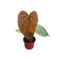 Anthurium 'Queen of Hearts'