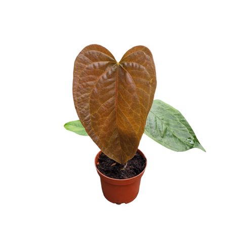 Anthurium 'Queen of Hearts'