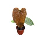 Anthurium 'Queen of Hearts'