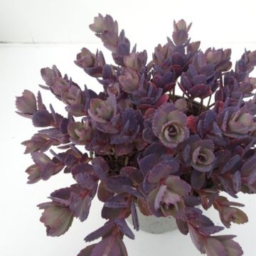Sedum 'Red Canyon'