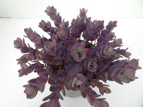 Sedum 'Red Canyon'