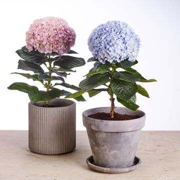 Hydrangea macrophylla AVANTGARDE MIX