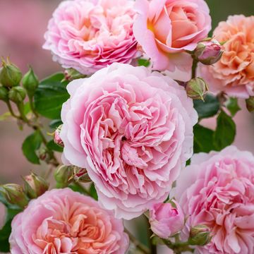 Rosa EUSTACIA VYE