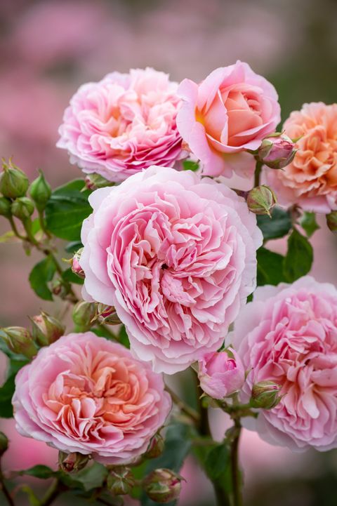 Rosa EUSTACIA VYE