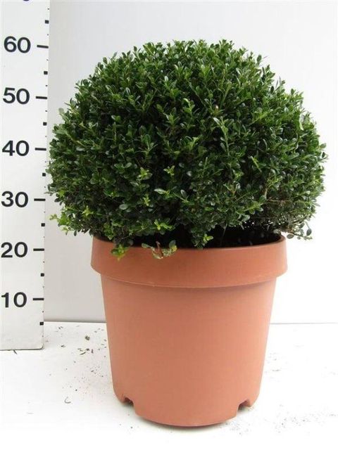 Ilex crenata 'Glorie Dwarf'