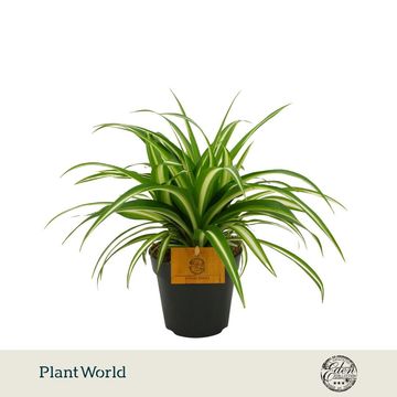 Chlorophytum comosum 'Variegatum'