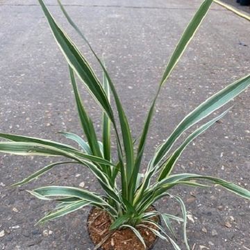Phormium cookianum 'Tricolor'