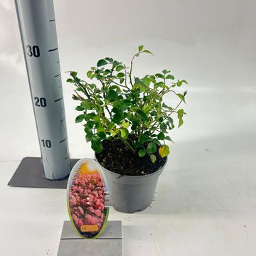 Rosa MEISTERSTUCKE - SATINA