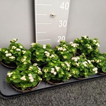 Ageratum houstonianum