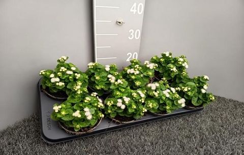 Ageratum houstonianum