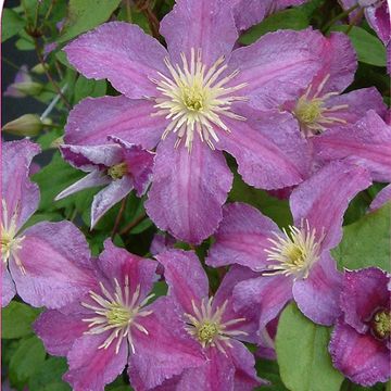 Clematis JOLLY GOOD (LL)