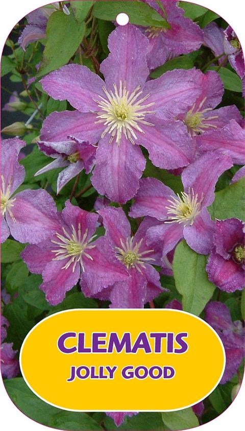 Clematis JOLLY GOOD (LL)