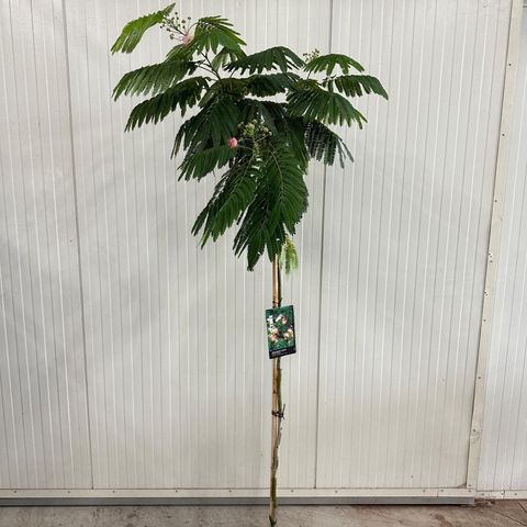 Albizia julibrissin OMBRELLA