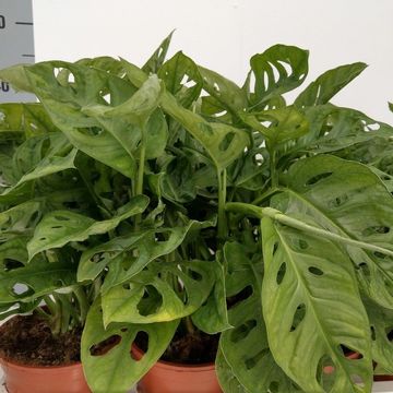 Monstera obliqua 'Leichtlinii'