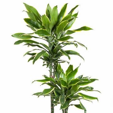 Dracaena fragrans 'Golden Coast'