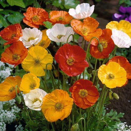 Papaver nudicaule 'Gartenzwerg'