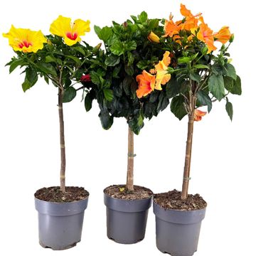 Hibiscus rosa-sinensis MIX