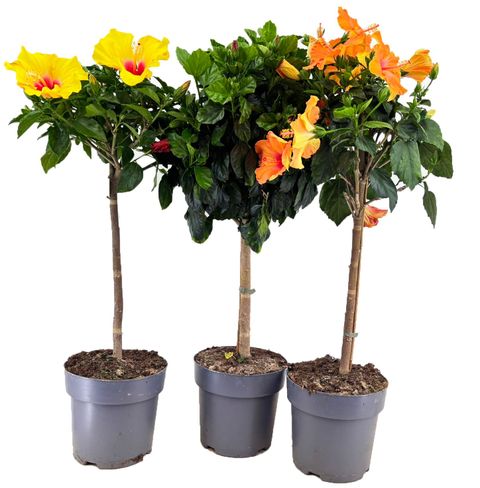 Hibiscus rosa-sinensis MIX