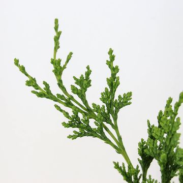 Chamaecyparis лавсониана 'Wisselii'