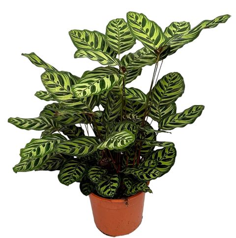 Calathea makoyana