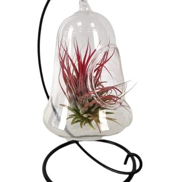 Tillandsia MIX