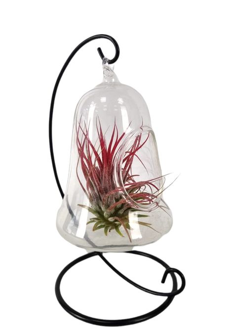 Tillandsia MIX