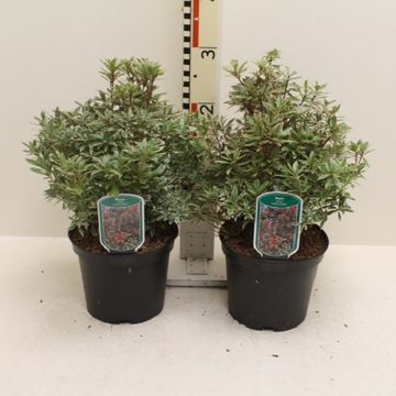 Pieris japonica 'Little Heath'