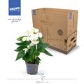 Anthurium KARMA WHITE