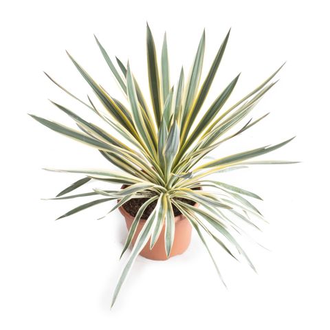 Yucca gloriosa 'Variegata'