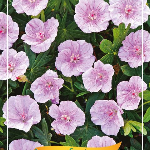 Geranium sanguineum striatum — Plant Wholesale FlorAccess