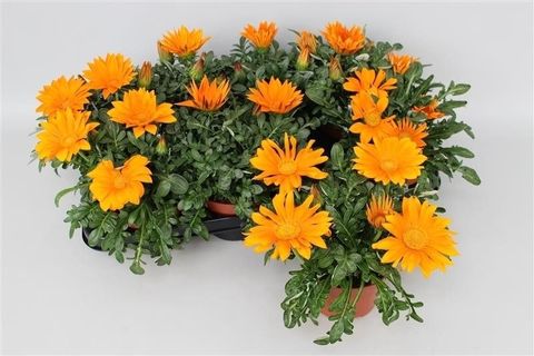 Gazania 'Kiss Orange'