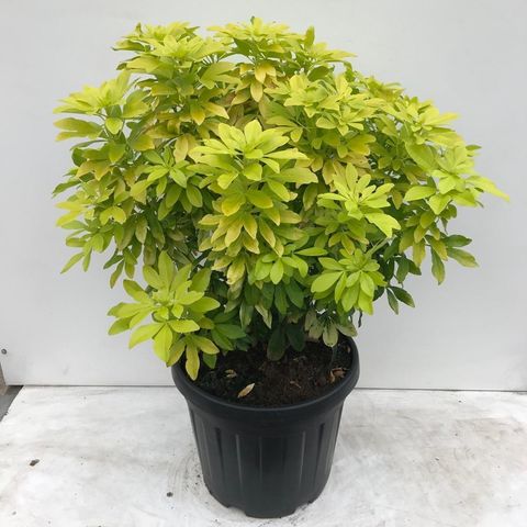 Choisya ternata SUNDANCE