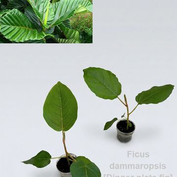 Ficus dammaropsis