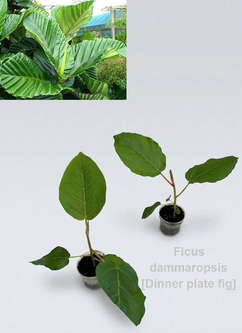 Ficus dammaropsis