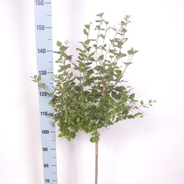 Syringa BLOOMERANG PINK PERFUME