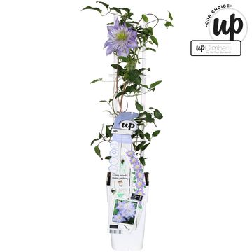 Clematis CRYSTAL FOUNTAIN REGAL