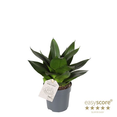Sansevieria trifasciata 'Black Jade'