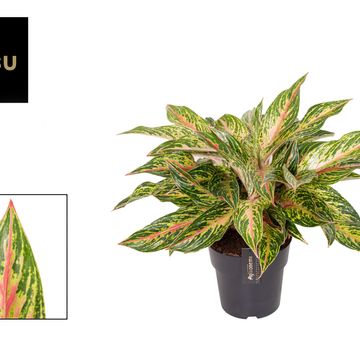 Aglaonema 'Twiggy Red'