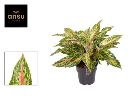 Aglaonema 'Twiggy Red'