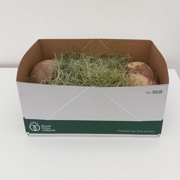 Tillandsia usneoides