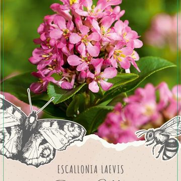 Escallonia laevis PINK ELLE