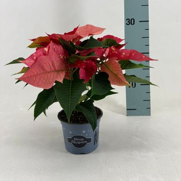 Euphorbia pulcherrima FANTASY STAR PINK